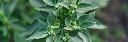 Ashwagandha • Nature’s Adaptogen for Calm and Vitality